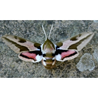 Spurge Hawk H euphorbiae pupae